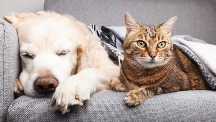 20230414 PAGEONE SOCIETY Fur Babies