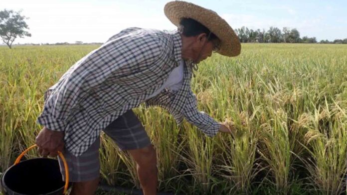 20220724-PAGEONE-Farmer