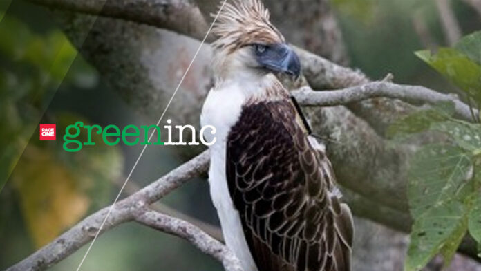 20230613-PAGEONE-GREENINC-Eagle