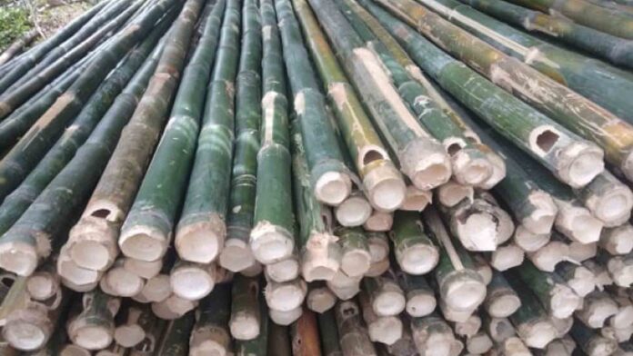 20220628-PAGEONE-Bamboo