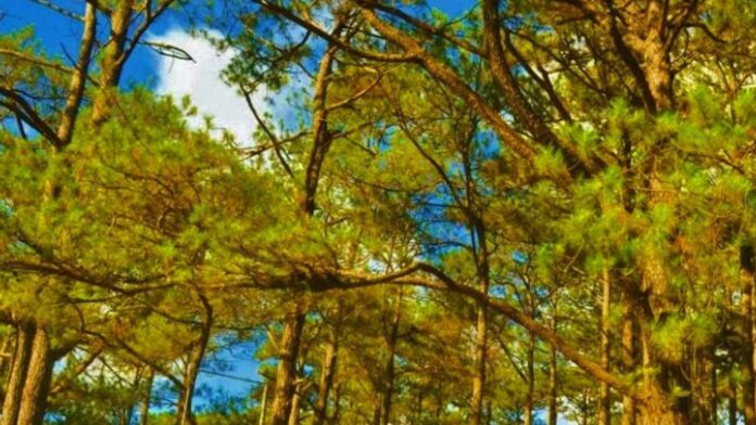 20230702-PAGEONE-Forest
