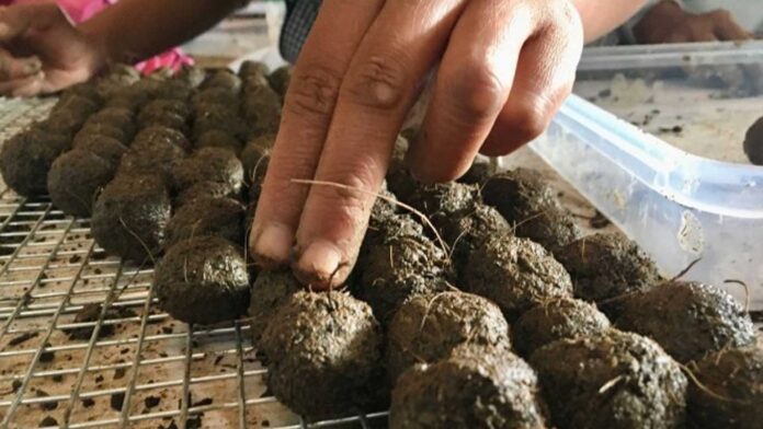 20230702-PAGEONE-Seed-balls