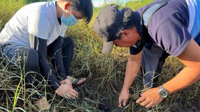 20230709-PAGEONE-Plant-mangroves