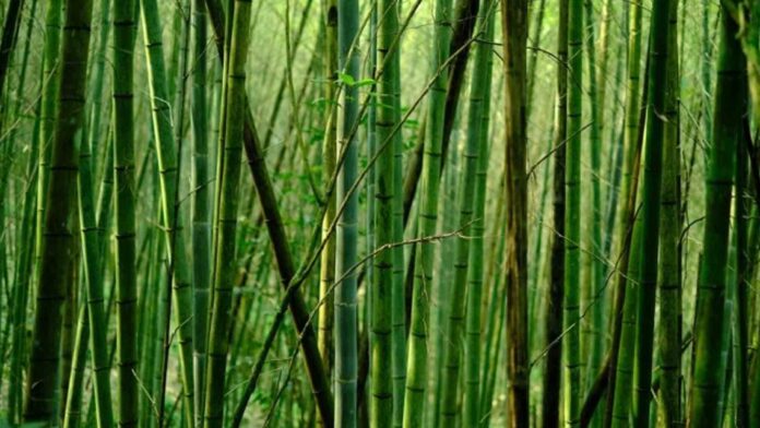 20221116-PAGEONE-Bamboo