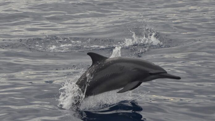 20230822-PAGEONE-Dolphin
