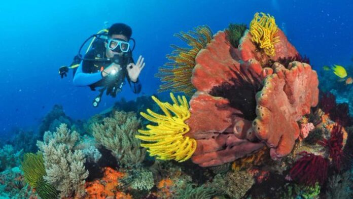20240225-PAGEONE-Diver