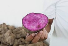 Department Of Agriculture Distributes PHP2.6 Million Planting Materials To Ube Farmers In Visayas